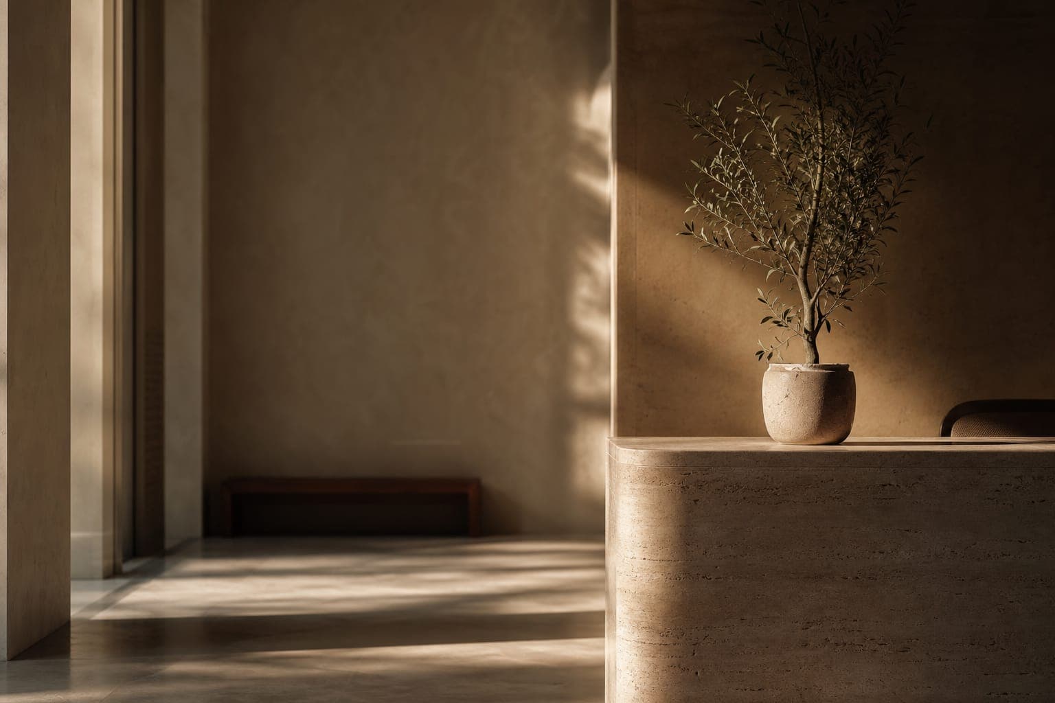 A calm, sunlit institutional interior with a potted olive tree on a travertine counter